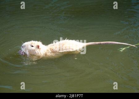 Ein Albino-Bisamratt schwimmt in stillem Wasser. Albinismus ist das angeborene Fehlen von Melanin bei einem Tier, einer Pflanze oder einer Person. Stockfoto