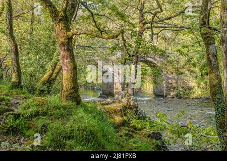 Eichenwald am Dart River, Dartmoor National Park, Devon, England, Großbritannien Stockfoto