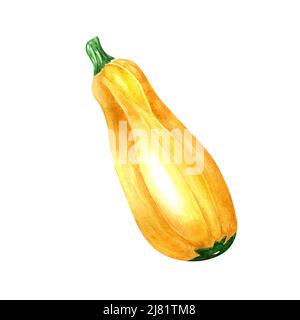 Gelbe Zucchini-Aquarellillustration auf weißem Hintergrund. Frisches Gemüse, rohe Zucchini, Kürbis, Zucchini handbemalt für Design-Menü, wra Stockfoto