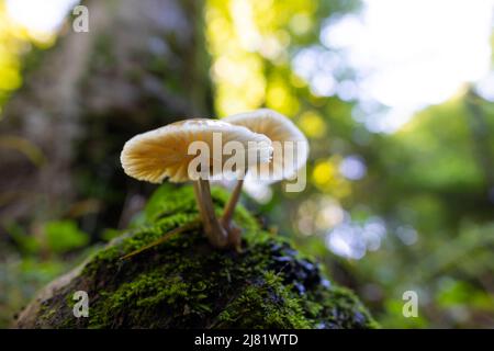 Porzellan-Pilz (Oudemansiella Mucida) Stockfoto