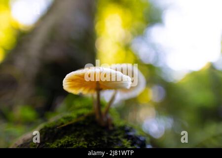 Porzellan-Pilz (Oudemansiella Mucida) Stockfoto