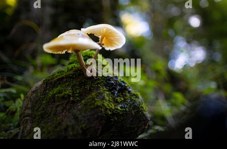 Porzellan-Pilz (Oudemansiella Mucida) Stockfoto