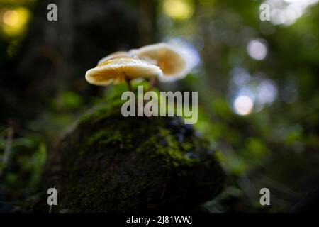 Porzellan-Pilz (Oudemansiella Mucida) Stockfoto