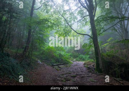 Nebliger Morgen auf einem Buchenwald. Fageda de la Grevolosa, Sant Pere de Torelló, Osona, Barcelona, Katalonien, Spanien, Europa. Stockfoto