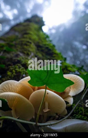 Porzellan-Pilz (Oudemansiella Mucida) Stockfoto