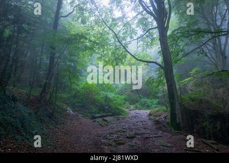 Porzellan-Pilz (Oudemansiella Mucida) Stockfoto