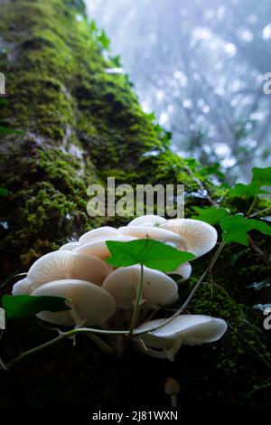 Porzellan-Pilz (Oudemansiella Mucida) Stockfoto