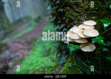 Porzellan-Pilz (Oudemansiella Mucida) Stockfoto