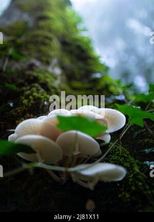 Porzellan-Pilz (Oudemansiella Mucida) Stockfoto