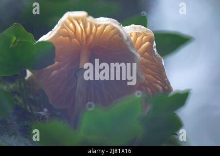 Porzellan-Pilz (Oudemansiella Mucida) Stockfoto