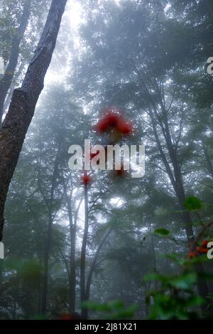 Nebliger (nebliger) Wald mit verschwommenen Beeren im Vordergrund Stockfoto