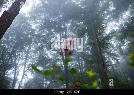 Nebliger (nebliger) Wald mit verschwommenen Beeren im Vordergrund Stockfoto