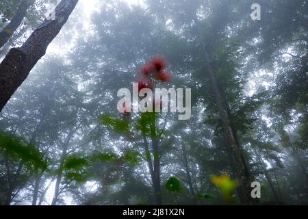 Nebliger (nebliger) Wald mit verschwommenen Beeren im Vordergrund Stockfoto