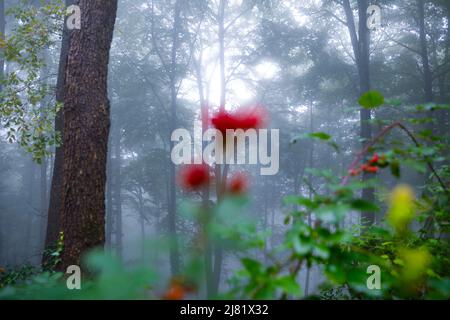 Nebliger (nebliger) Wald mit verschwommenen Beeren im Vordergrund Stockfoto