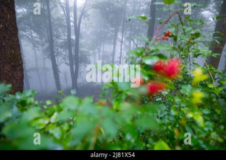 Nebliger (nebliger) Wald mit verschwommenen Beeren im Vordergrund Stockfoto