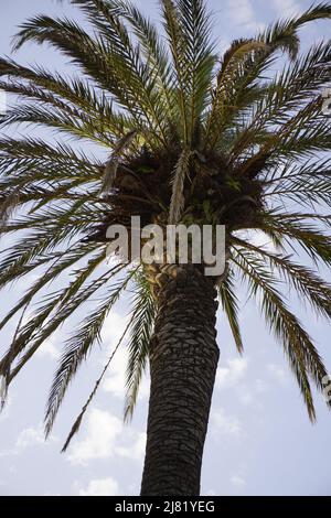 Die geheimen Bewohner der Palme von Rosas. Sehen wir uns diese Vögel in spanien an. Ihre Nester sind vollständig durch die Blätter verborgen. Stockfoto