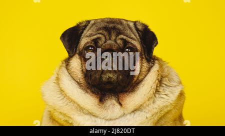 Netter Mops Hund auf gelbem Hintergrund. Entzückende Hauspug Hund sitzt auf gelbem Hintergrund im Studio und Blick auf die Kamera. Stockfoto