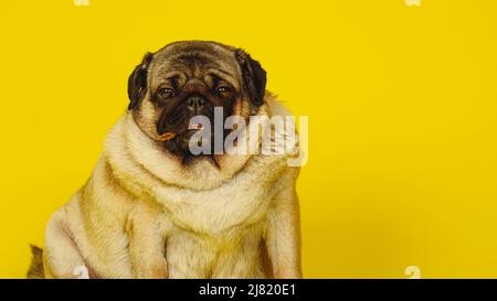 Süßer Mops mit Hundefreunden im Mund auf gelbem Hintergrund. Charmanter Mops, der auf einem gelben Hintergrund im Studio sitzt und die Kamera anschaut. Stockfoto