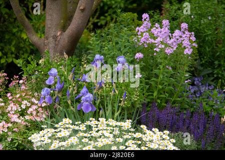 Eine Pflanzenkombination aus Iris ‘Jane Philips’, Hesperis mantronalis und Erigeron karvinskianus ‘profusion’ im Morgan Stanley Garden, entworfen von Chris Stockfoto