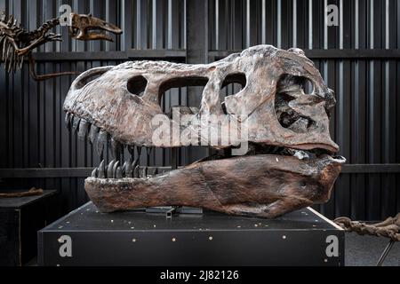 Ein Tyrannosaurus Schädel steht auf einem Tisch in einem Museum. Prähistorische Tierfossilien. Stockfoto