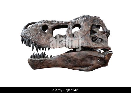 Tyrannosaurus scull isoliert auf weißem Hintergrund. Prähistorische Tierfossilien. Stockfoto