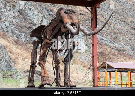 Erhaltenes Skelett eines Mammuts vor dem Hintergrund der Natur der Berge Stockfoto