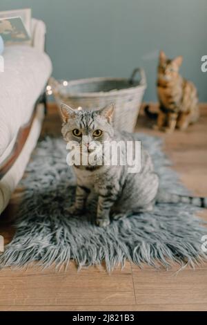 Auf einem rosa, gesteppten Bettüberwurf liegt eine schlanke britische Katze Stockfoto