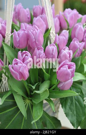 Ein Bouquet von lila-rosa Triumph Tulpen (Tulipa) Zauberlavender in einem Garten im April Stockfoto