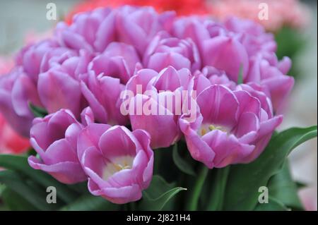 Ein Bouquet von lila-rosa Triumph Tulpen (Tulipa) Zauberlavender in einem Garten im April Stockfoto