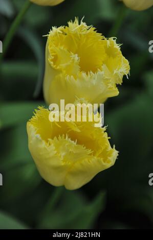 Gelber Tulpen (Tulipa) Maja blüht im April in einem Garten Stockfoto