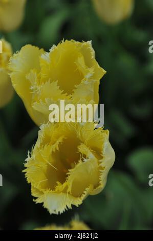 Gelber Tulpen (Tulipa) Maja blüht im April in einem Garten Stockfoto