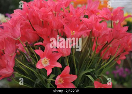 Ein Bouquet von rosa Lilie-blühenden Tulpen (Tulipa) Mariette blühen auf einer Ausstellung im Mai Stockfoto