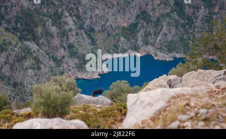 Schmetterlingstal (kelebekler vadisi) in der Stadt Oludeniz Fethiye in der Westtürkei. Sie können dieses Tal nur mit dem Boot oder Klettern erreichen. Wilde schwarze Ziege auf dem Hintergrund der Berge Stockfoto