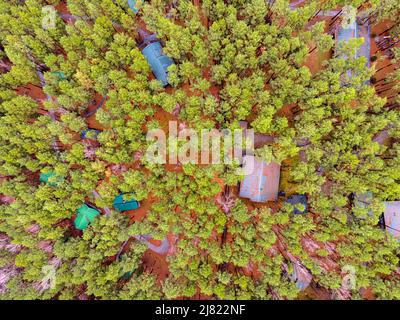 Luftaufnahme von oben von Sommer grünen Bäumen im Wald im ländlichen Finnland. Drohnenfotografie Stockfoto