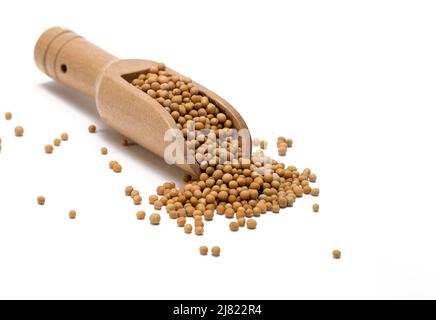 Gelbe Senfkörner in einer Bambusholzschaufel, isoliert auf weißem Hintergrund ausgewählter Fokus Stockfoto