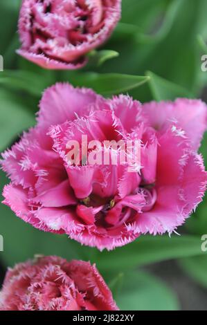 Im April blühen in einem Garten doppelte rosa Fransen-Tulpen (Tulipa) Matchpoint Stockfoto