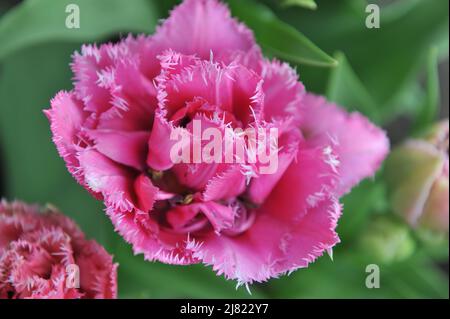 Im April blühen in einem Garten doppelte rosa Fransen-Tulpen (Tulipa) Matchpoint Stockfoto