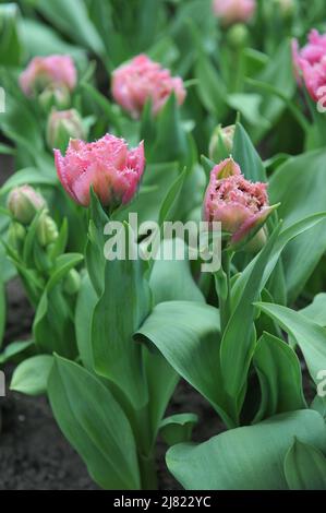 Im April blühen in einem Garten doppelte rosa Fransen-Tulpen (Tulipa) Matchpoint Stockfoto