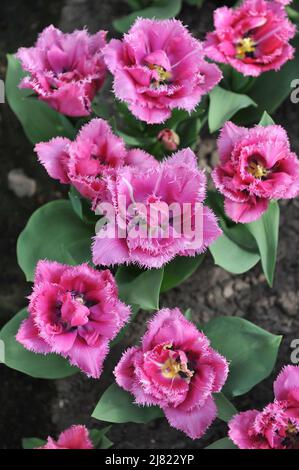 Im April blühen in einem Garten doppelte rosa Fransen-Tulpen (Tulipa) Matchpoint Stockfoto