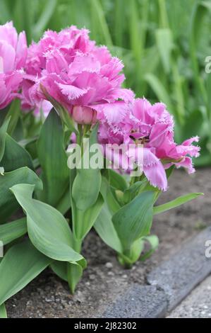 Im April blühen in einem Garten doppelte rosa Fransen-Tulpen (Tulipa) Matchpoint Stockfoto