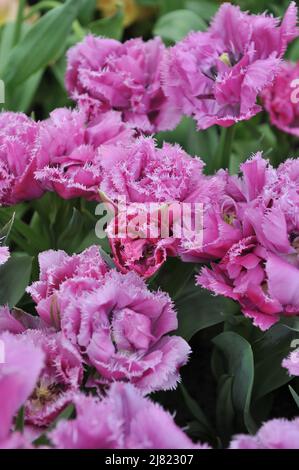 Im April blühen in einem Garten doppelte rosa Fransen-Tulpen (Tulipa) Matchpoint Stockfoto