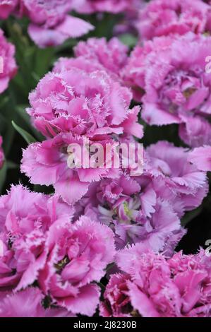 Im April blühen in einem Garten doppelte rosa Fransen-Tulpen (Tulipa) Matchpoint Stockfoto