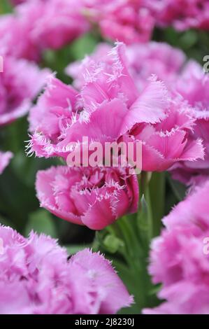 Im April blühen in einem Garten doppelte rosa Fransen-Tulpen (Tulipa) Matchpoint Stockfoto