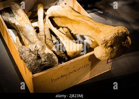 Ansicht einer Holzkiste mit handgeschriebener Inschrift mit echten Dinosaurierknochen (Hadrosaurus) Stockfoto