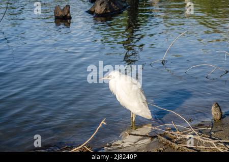 Der Weisse Reiher steht am Wasser am Ufer des Sumpfes. Stockfoto