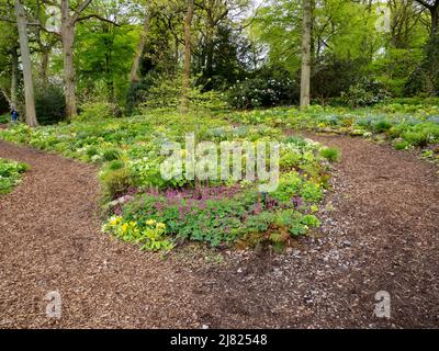 Waldgärten in Harlow Carr Gardens, Harrogate, Yorkshire, Großbritannien. Stockfoto