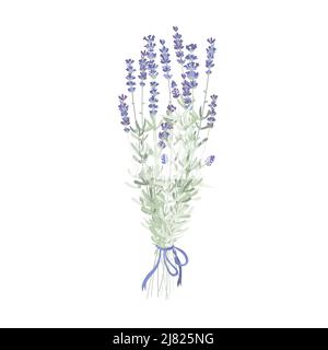 Eleganter Lavendelblüten-Strauß, Lavendelbukett mit einem violetten Band. Vektorgrafik isoliert auf Weiß Stock Vektor