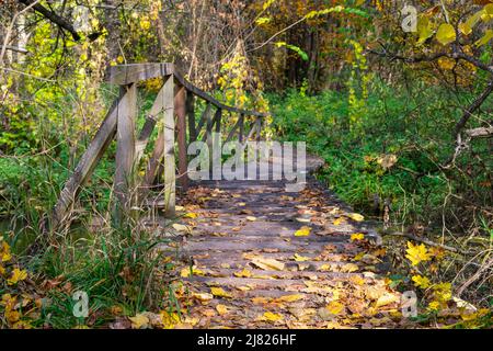 Fußgängerbrücke aus Holz im Wald mit herbstlich gefallenen Blättern bedeckt. Herbst im Wald. Stockfoto