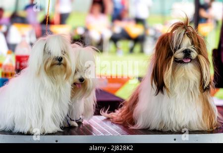 Lhasa Apso und Shih Tzu - drei Hunde präpariert und warten auf eine Hundeschau Stockfoto