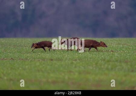 Eine Familie von Reeves Muntjac, auch bekannt als bellender Hirsch und Masturani-Hirsch-Muntiacus reeversi. Norfolk, Großbritannien. Stockfoto